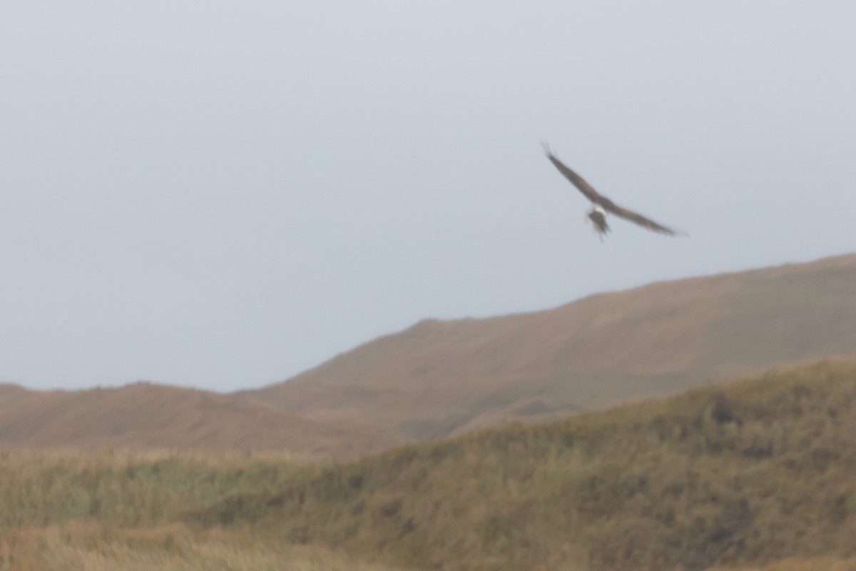 Hen/Northern Harrier - John Diener