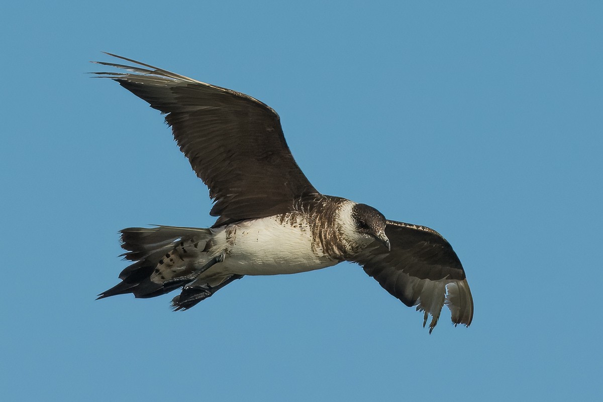 Parasitic Jaeger - ML625031272