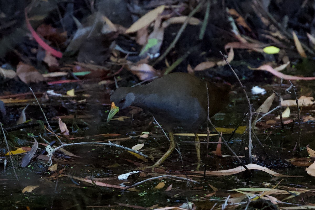 Pale-vented Bush-hen - ML625031325