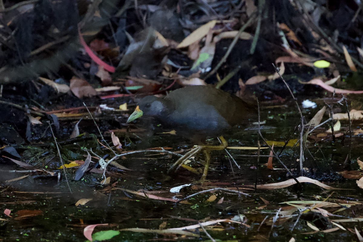 Pale-vented Bush-hen - ML625031326