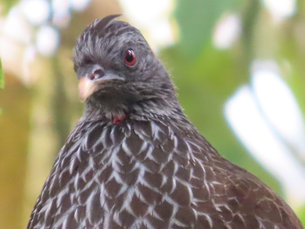 Andean Guan - Manuel y Juanita Franco Angel