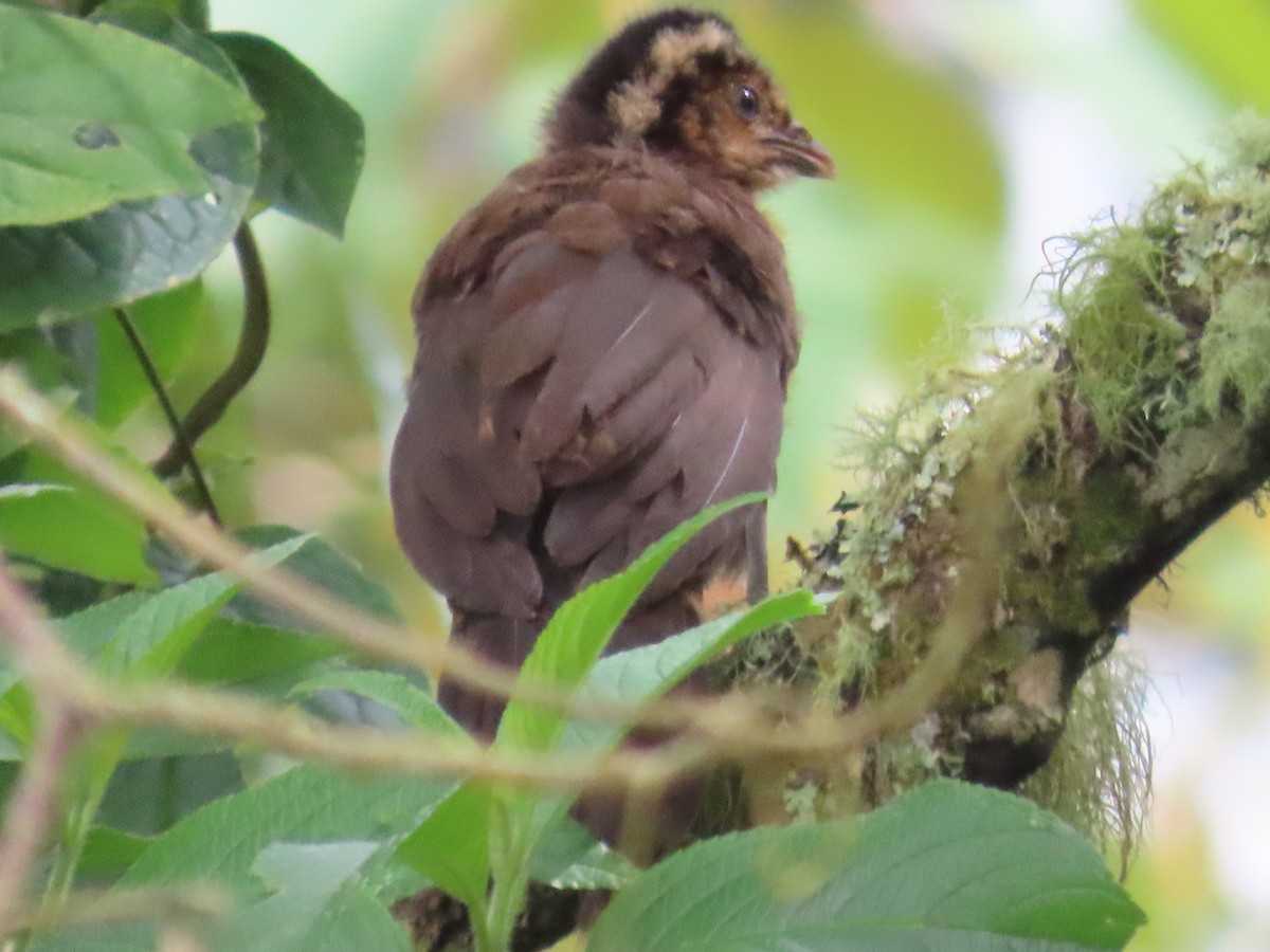 Andean Guan - ML625031341