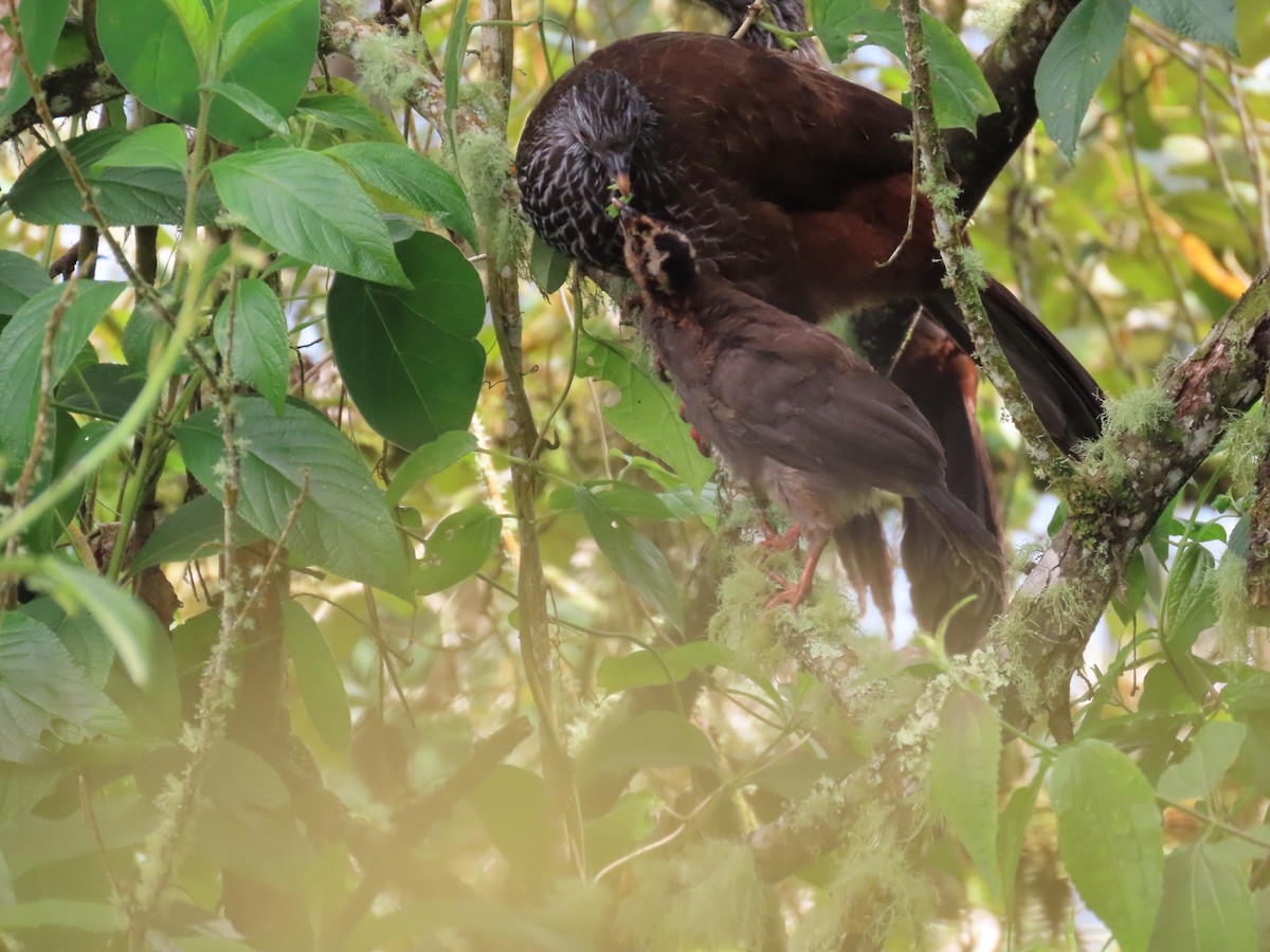 Andean Guan - ML625031342