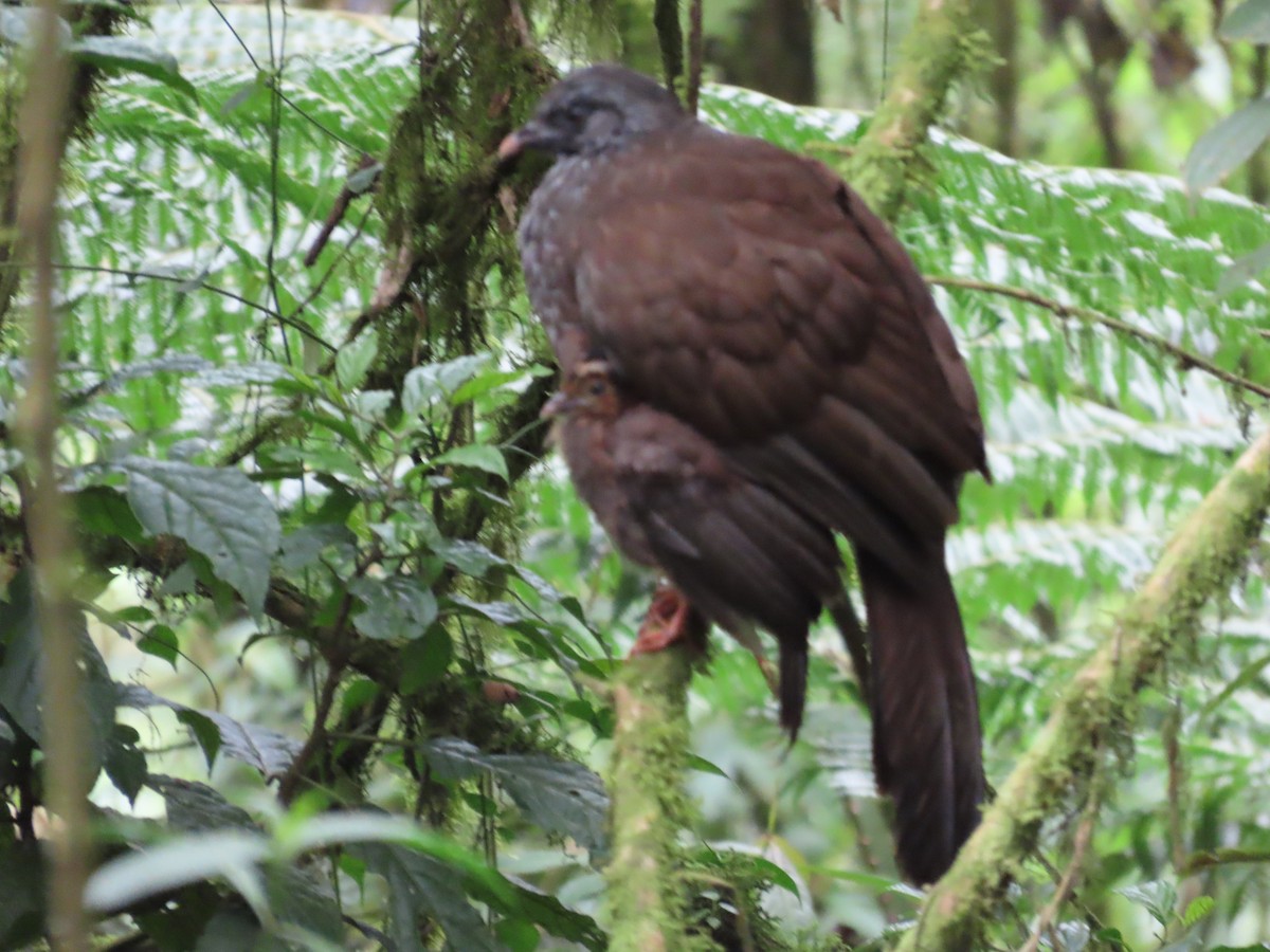 Andean Guan - ML625031343