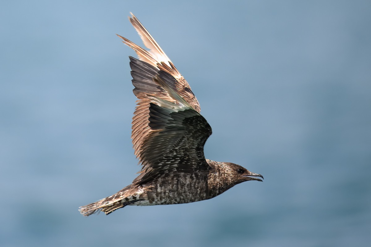 Parasitic Jaeger - ML625031442