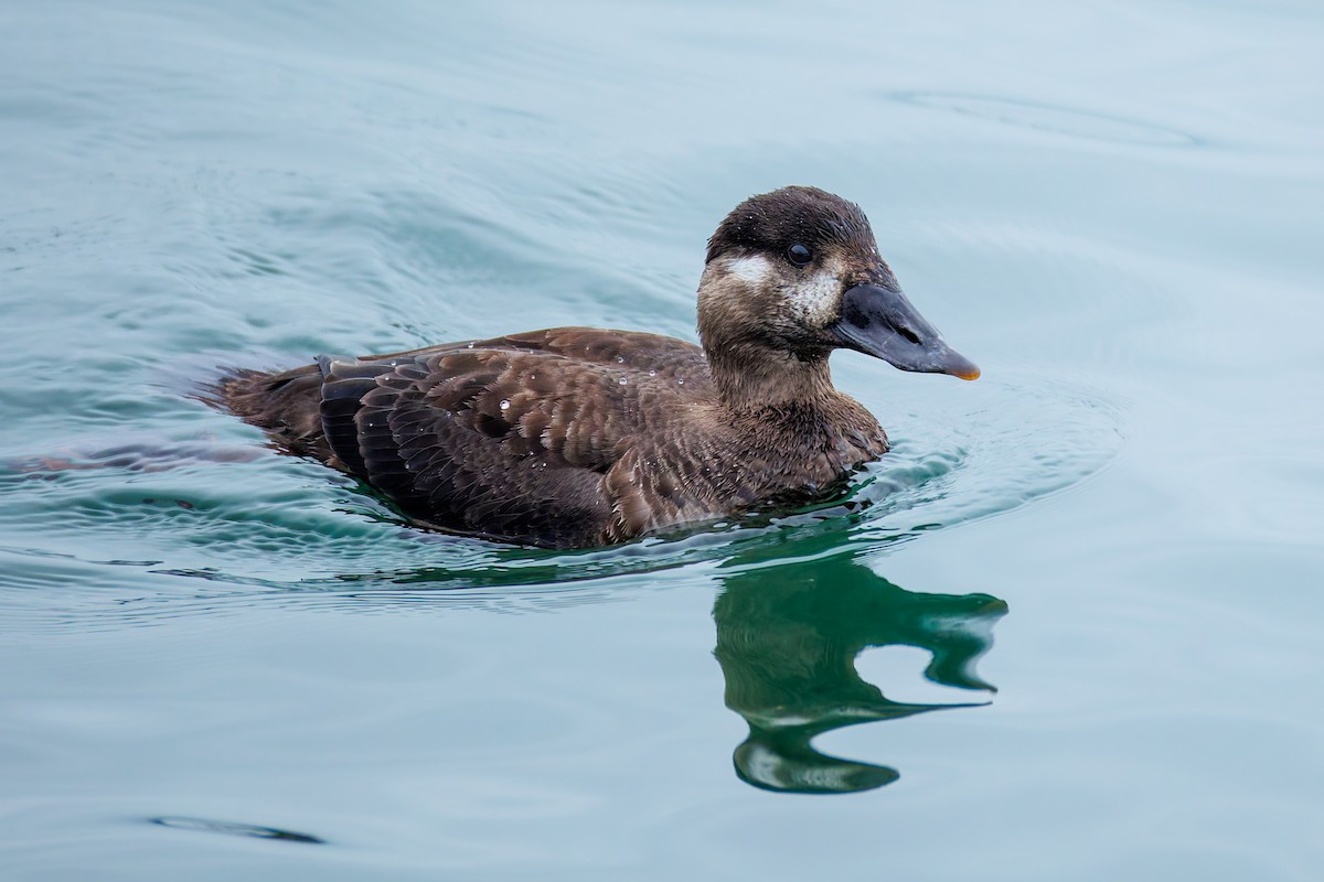 Surf Scoter - ML625031465