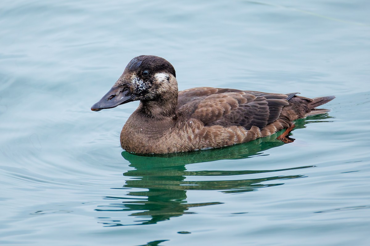 Surf Scoter - ML625031466