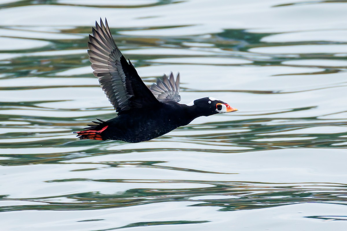 Surf Scoter - ML625031467