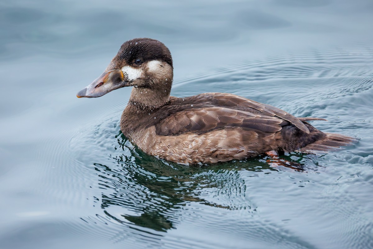 Surf Scoter - ML625031468