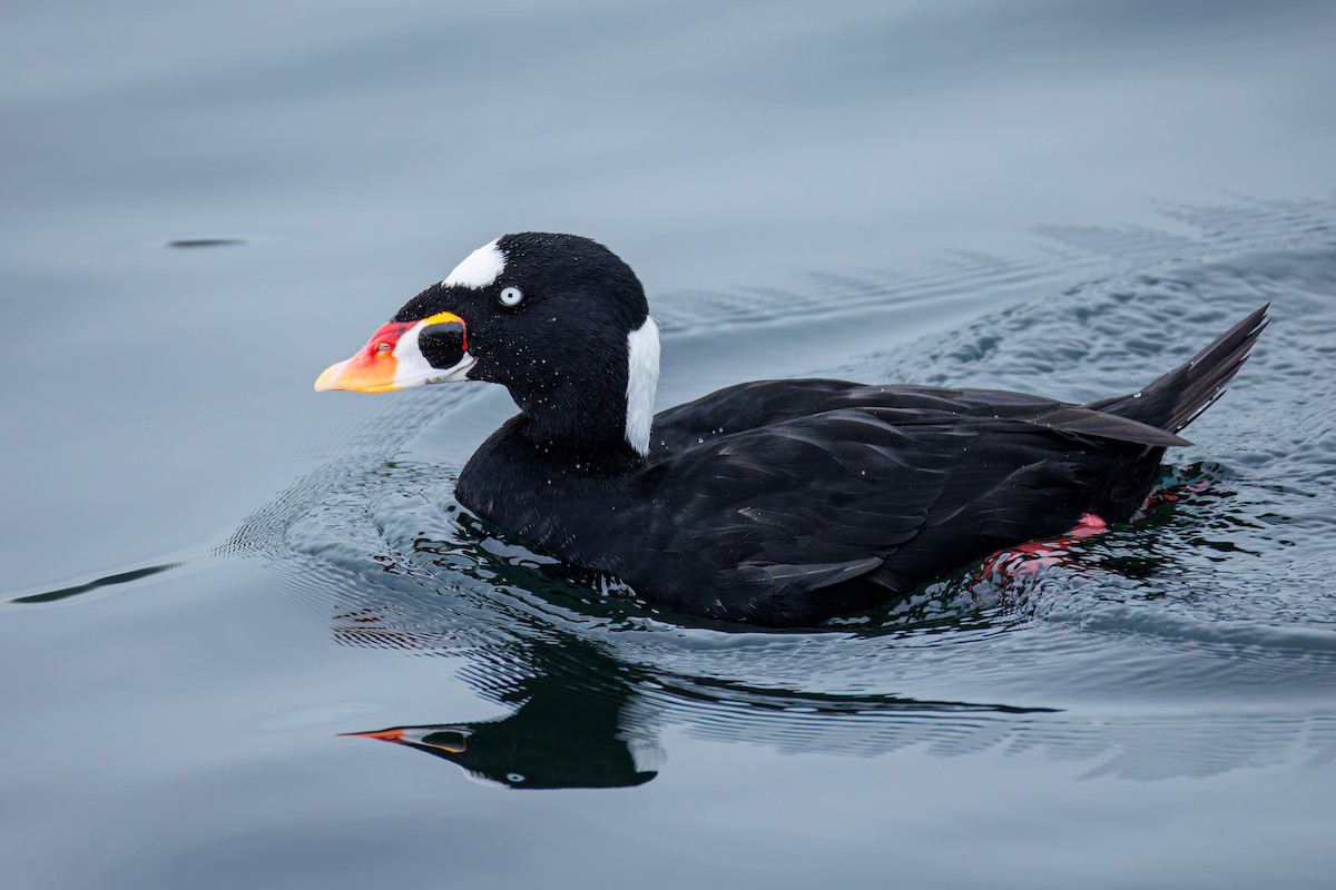 Surf Scoter - ML625031469