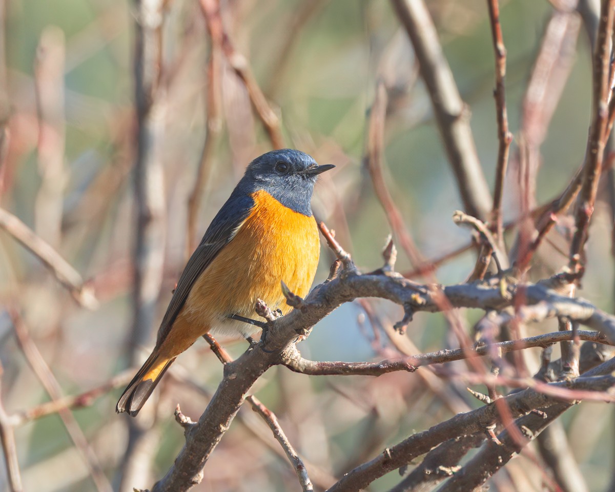 Blue-fronted Redstart - ML625031656