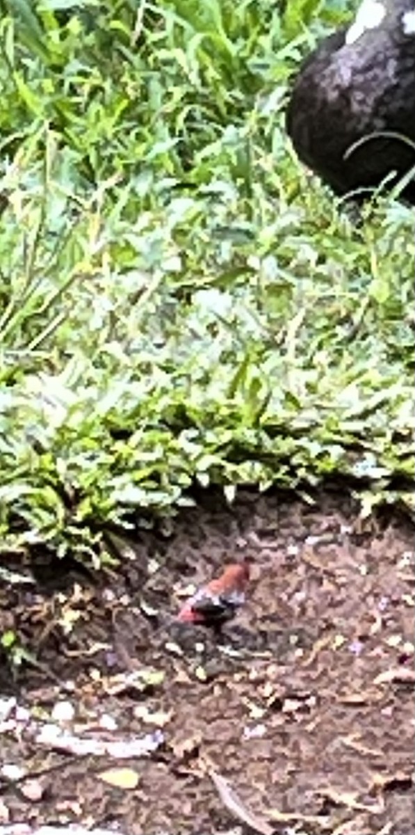 Red Avadavat - ML625031830