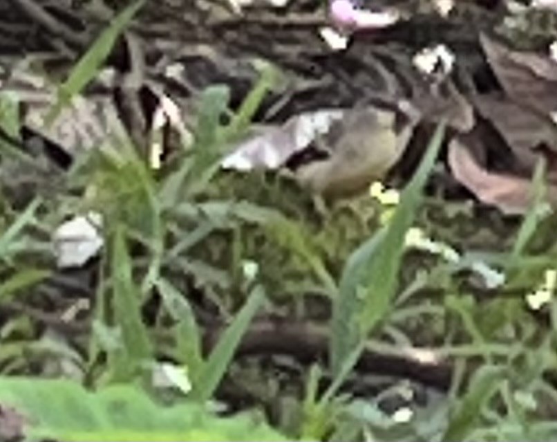 ベニスズメ - ML625031831