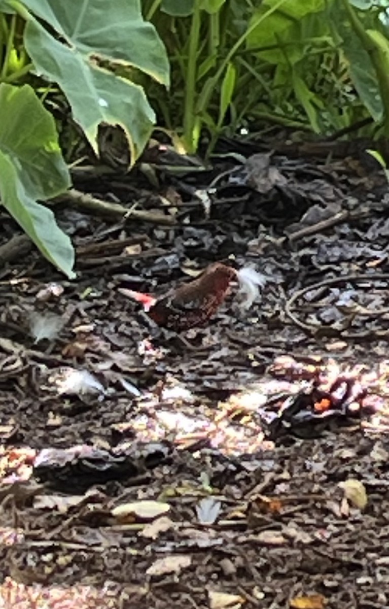 Red Avadavat - ML625031832