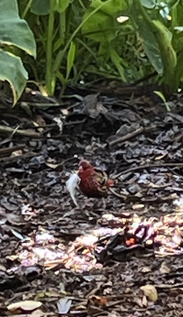 Red Avadavat - ML625031833