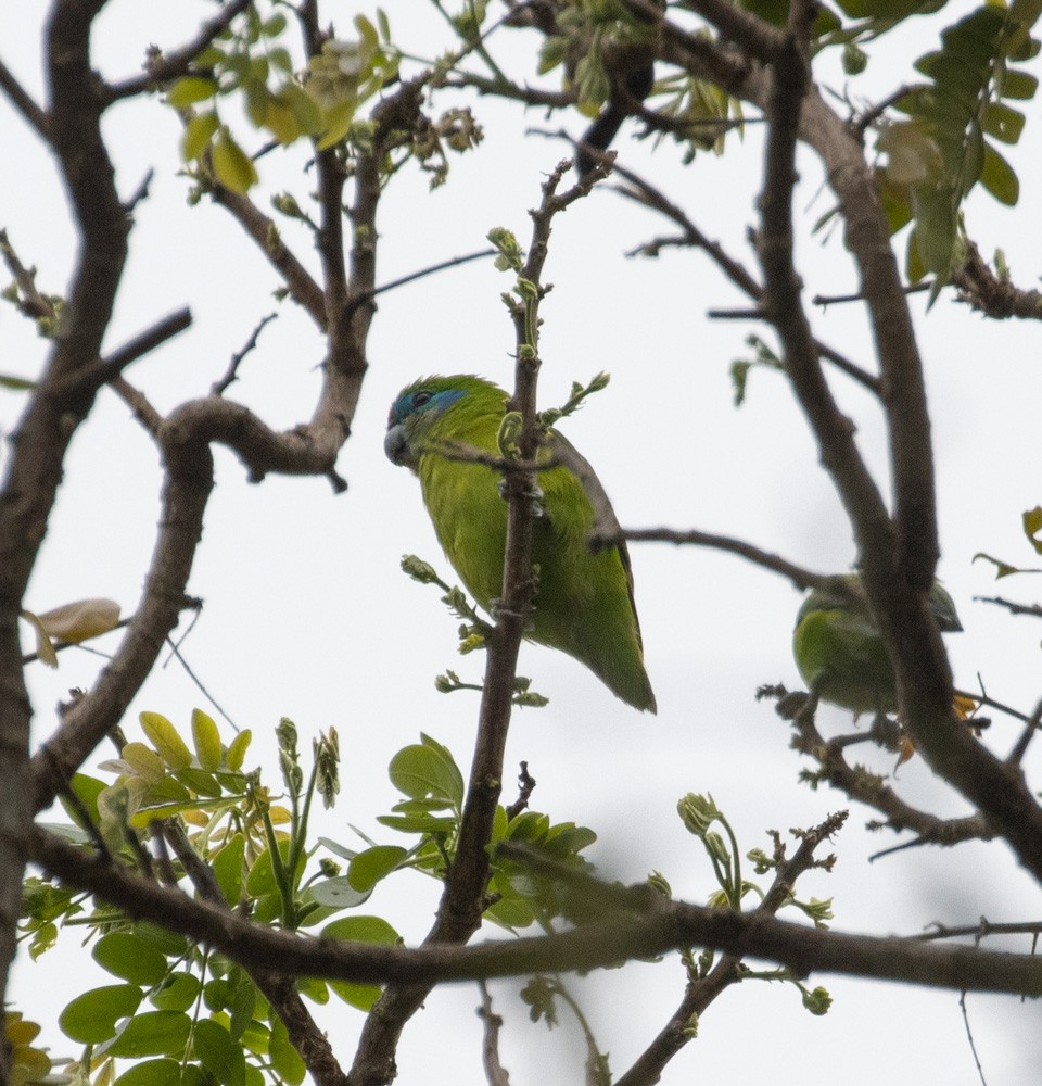 Double-eyed Fig-Parrot - ML625032025