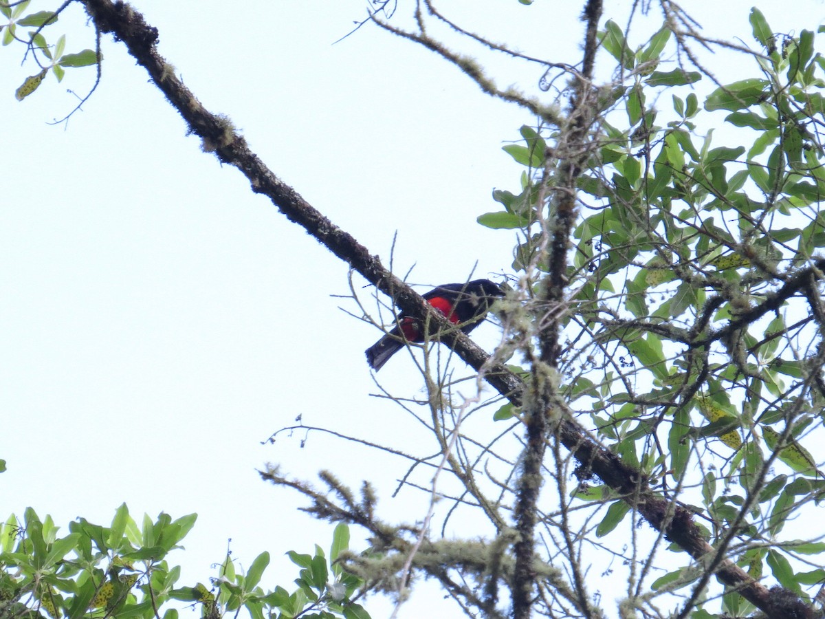 Red-bellied Grackle - ML625032056