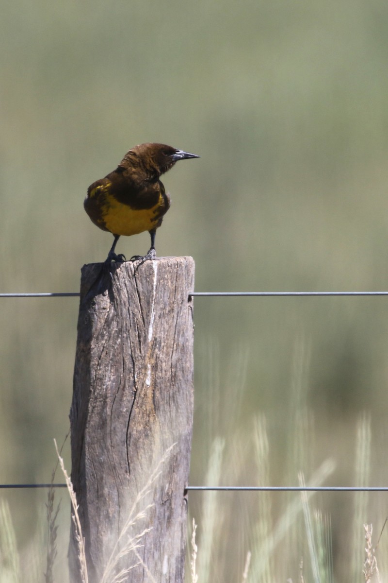 Brown-and-yellow Marshbird - ML625032168