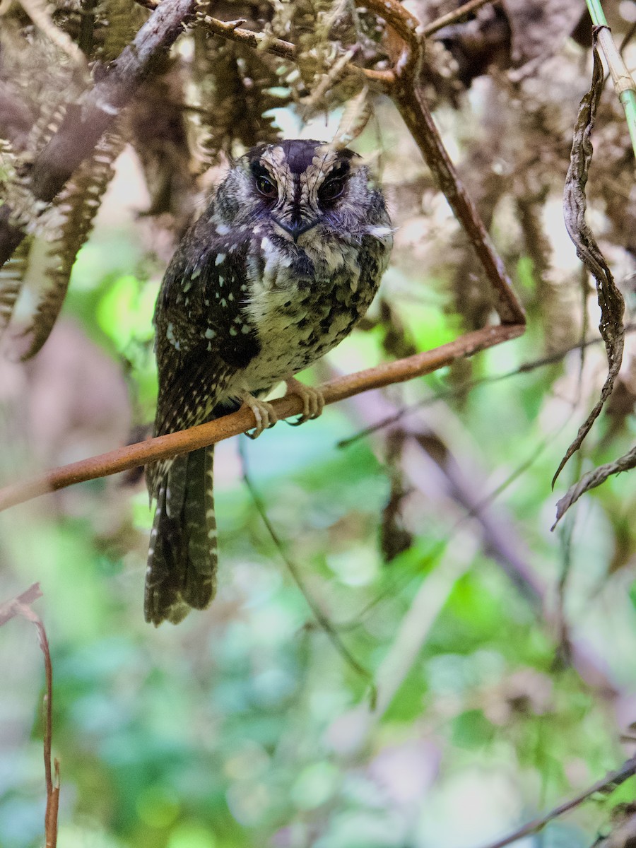 Mountain Owlet-nightjar - ML625032311