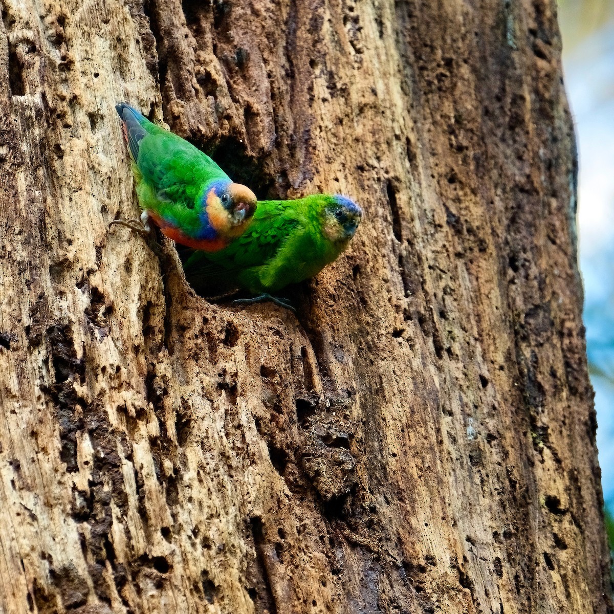 Red-breasted Pygmy-Parrot - ML625032342