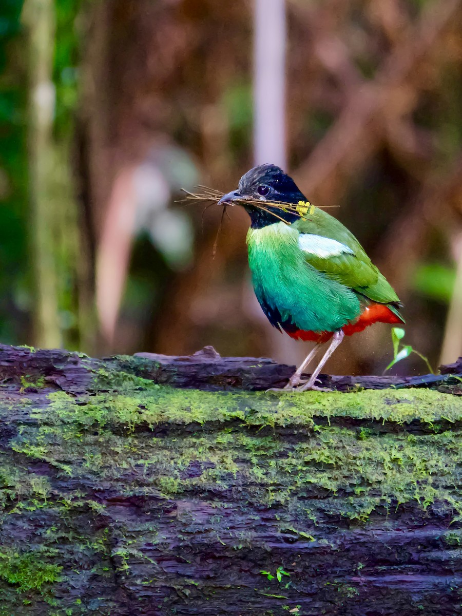 Eastern Hooded Pitta (Papuan) - ML625032512