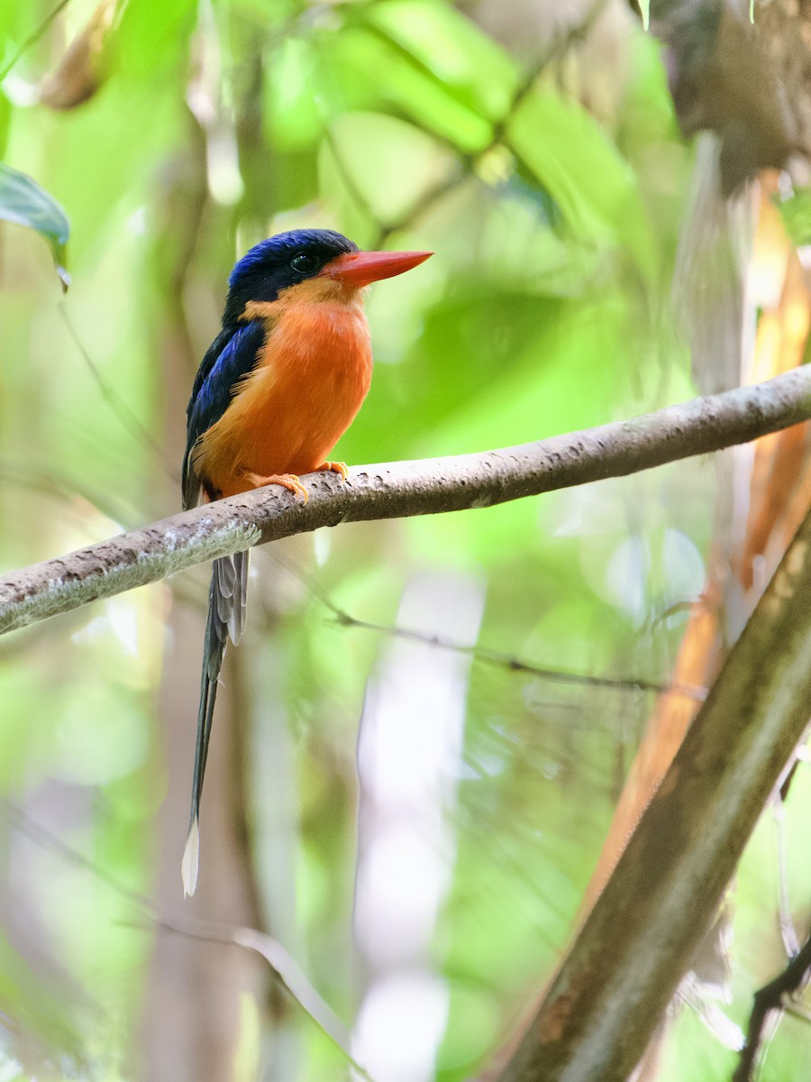 Red-breasted Paradise-Kingfisher - ML625032541