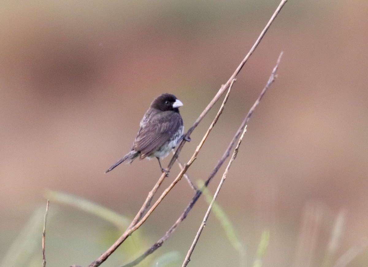 Yellow-bellied Seedeater - ML625032655