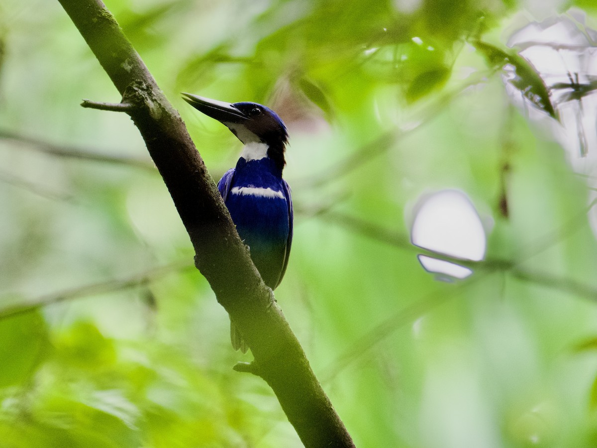 Blue-black Kingfisher - ML625032713