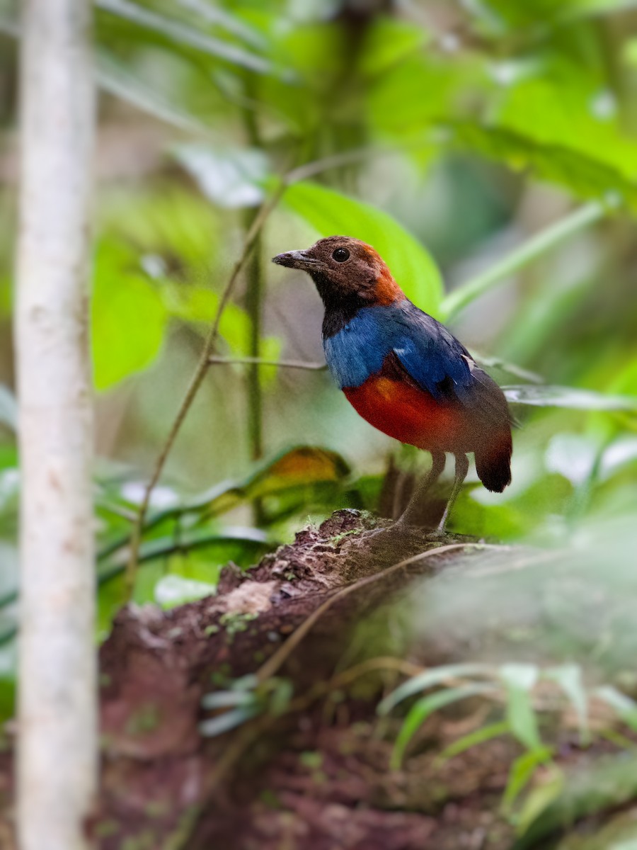 Papuan Pitta - ML625032768