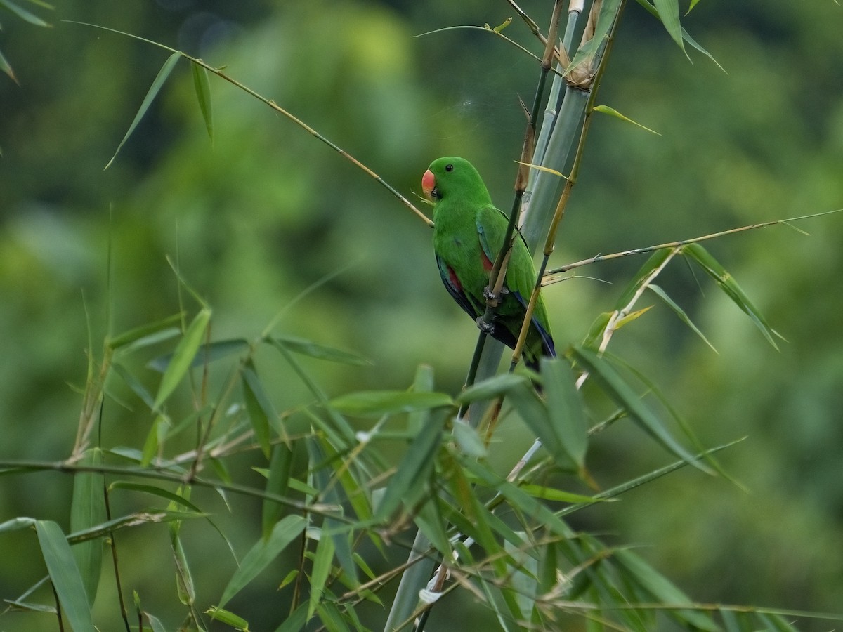 Papuan Eclectus - ML625032782