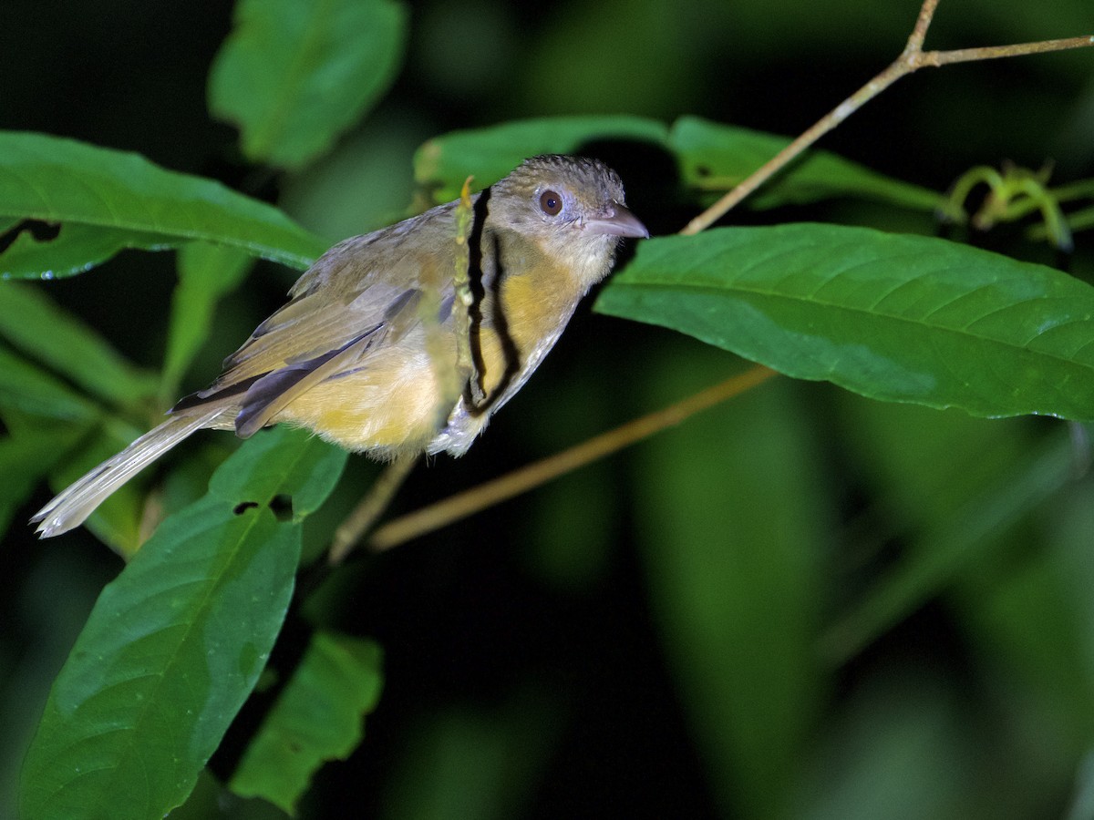 Little Shrikethrush (Arafura) - ML625032807