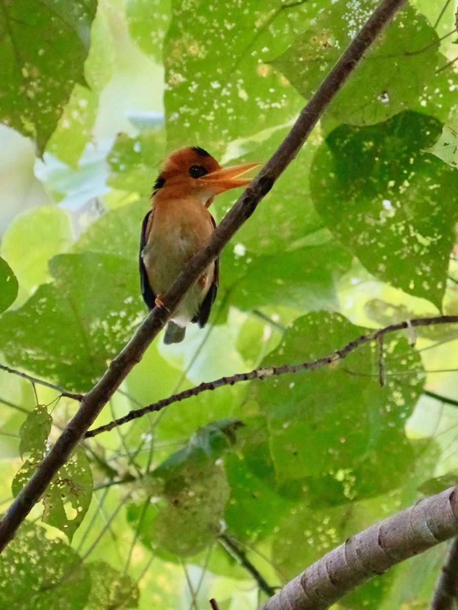 Yellow-billed Kingfisher - ML625032817