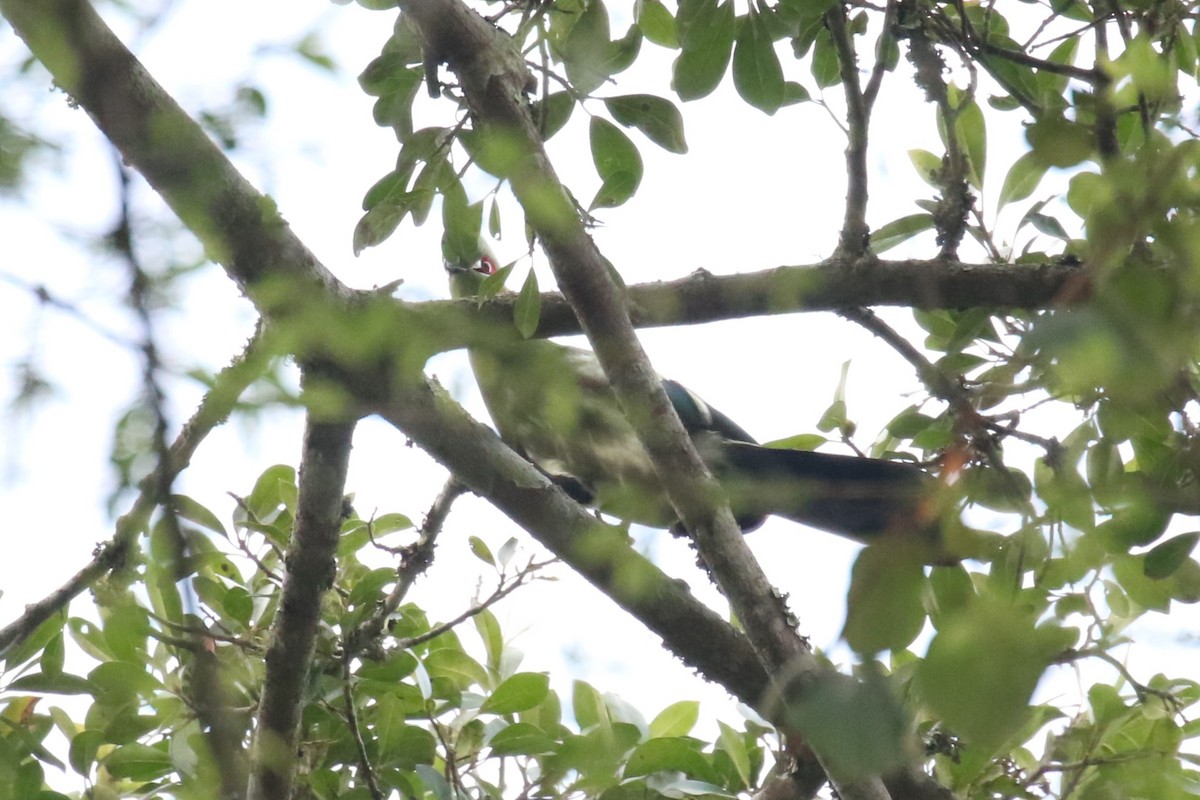 Black-billed Turaco - ML625032859