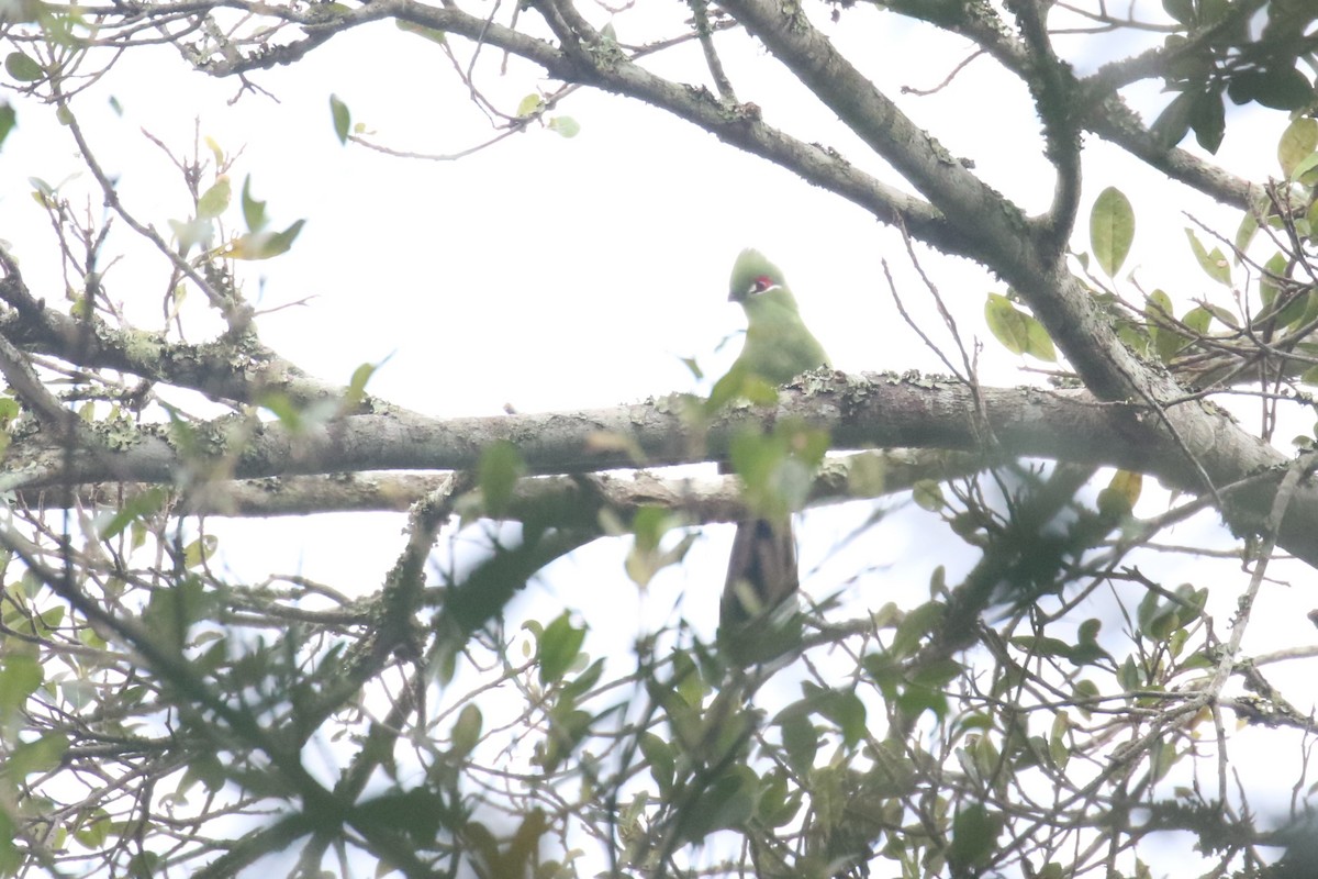 Black-billed Turaco - ML625032860