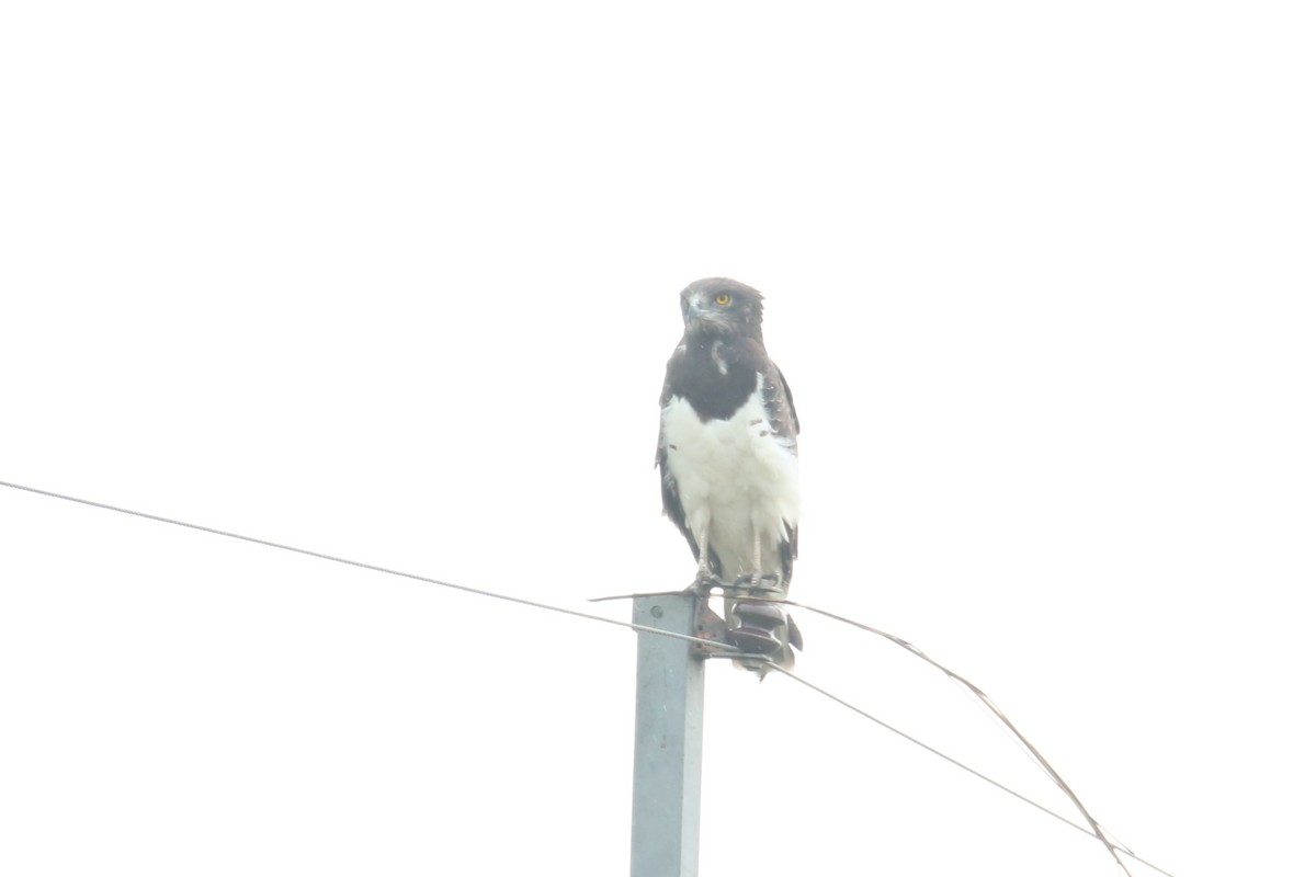 Black-chested Snake-Eagle - ML625032869