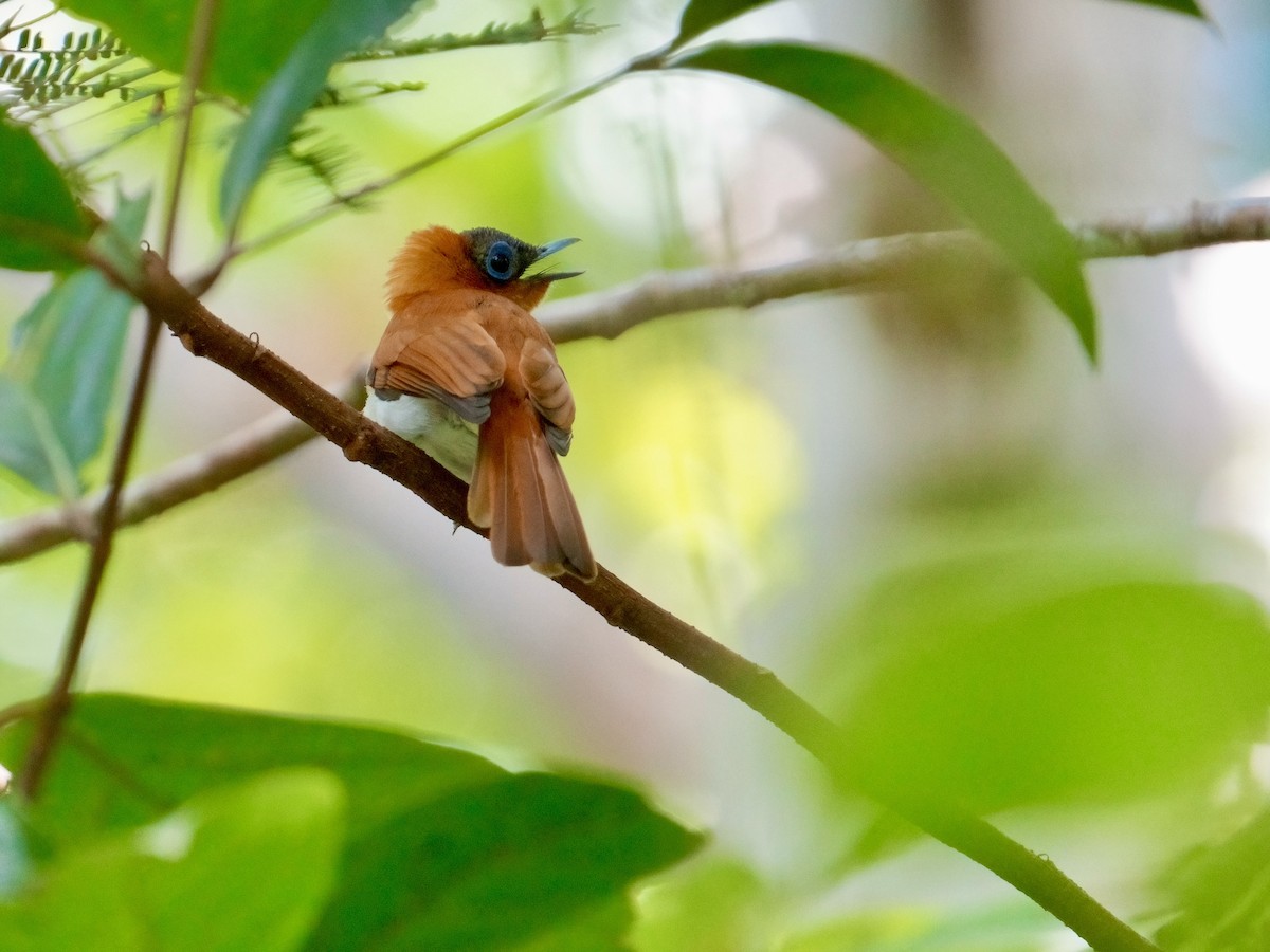 Frilled Monarch - ML625032879