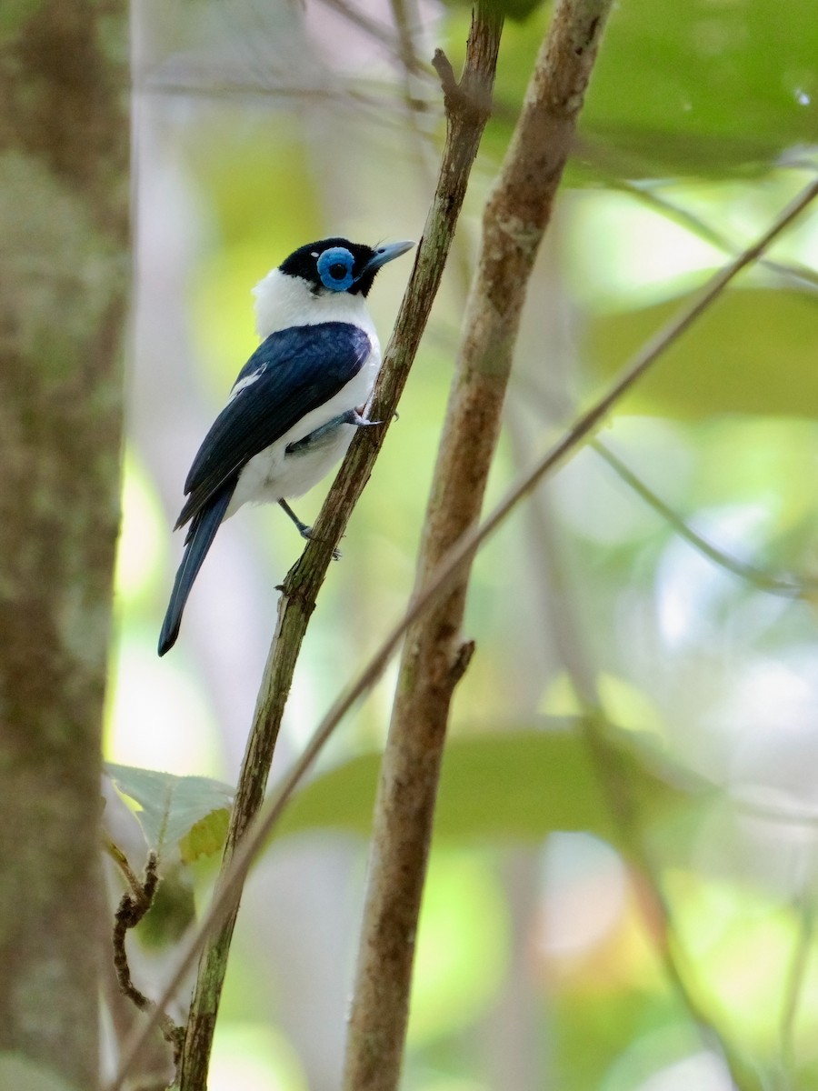 Frilled Monarch - ML625032880