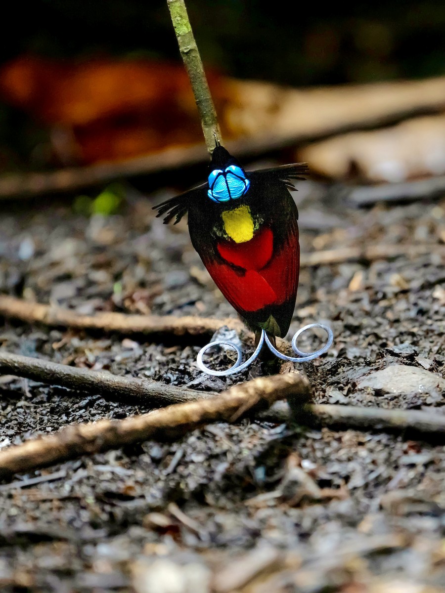 Wilson's Bird-of-Paradise - ML625032891