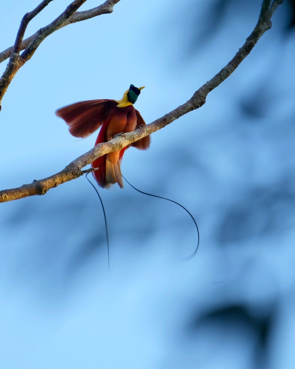 Red Bird-of-Paradise - ML625032895