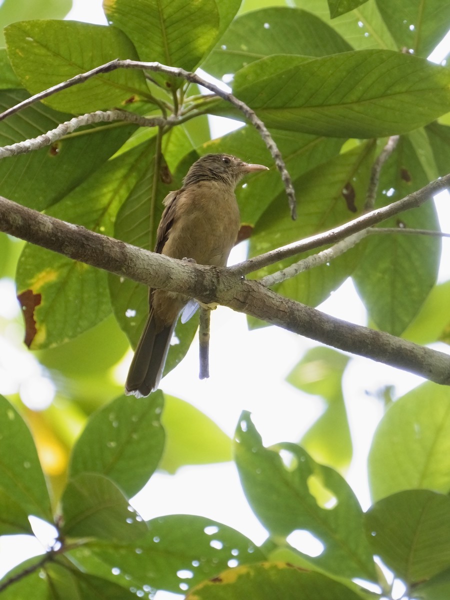 Waigeo Shrikethrush - ML625032902