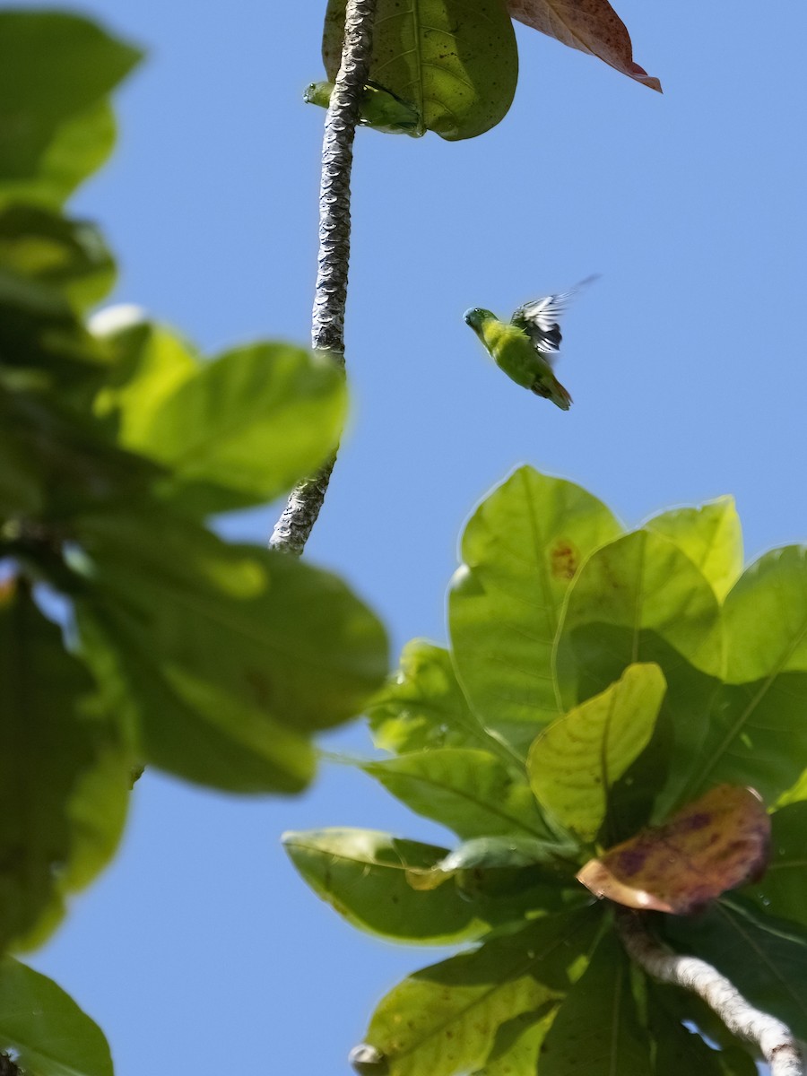 Papuan Hanging-Parrot - ML625032908