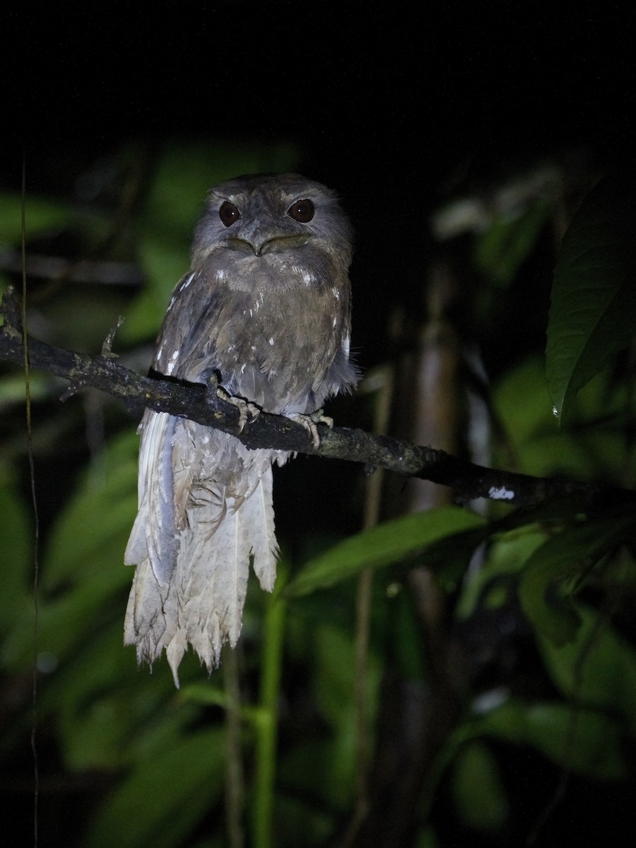 Marbled Frogmouth - ML625032917