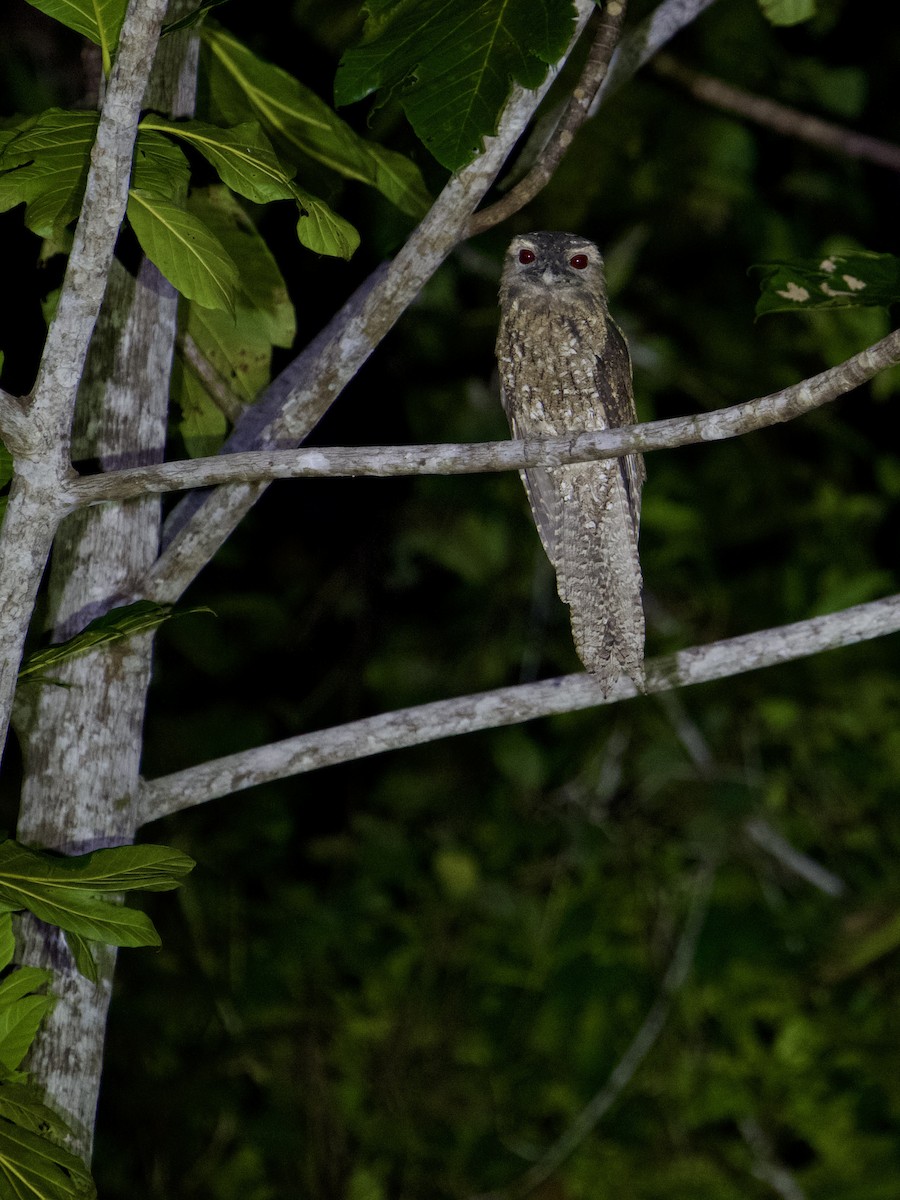Papuan Frogmouth - ML625032934