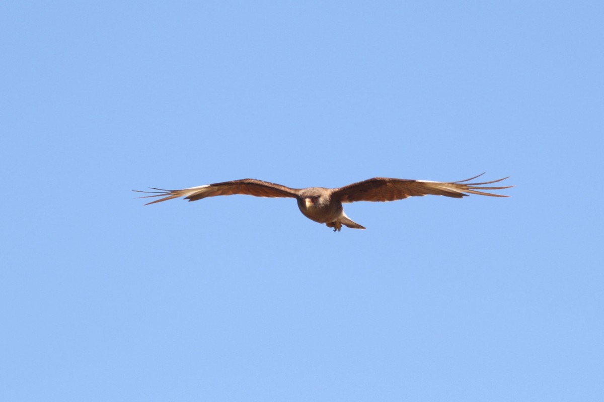 Chimango Caracara - ML625032938