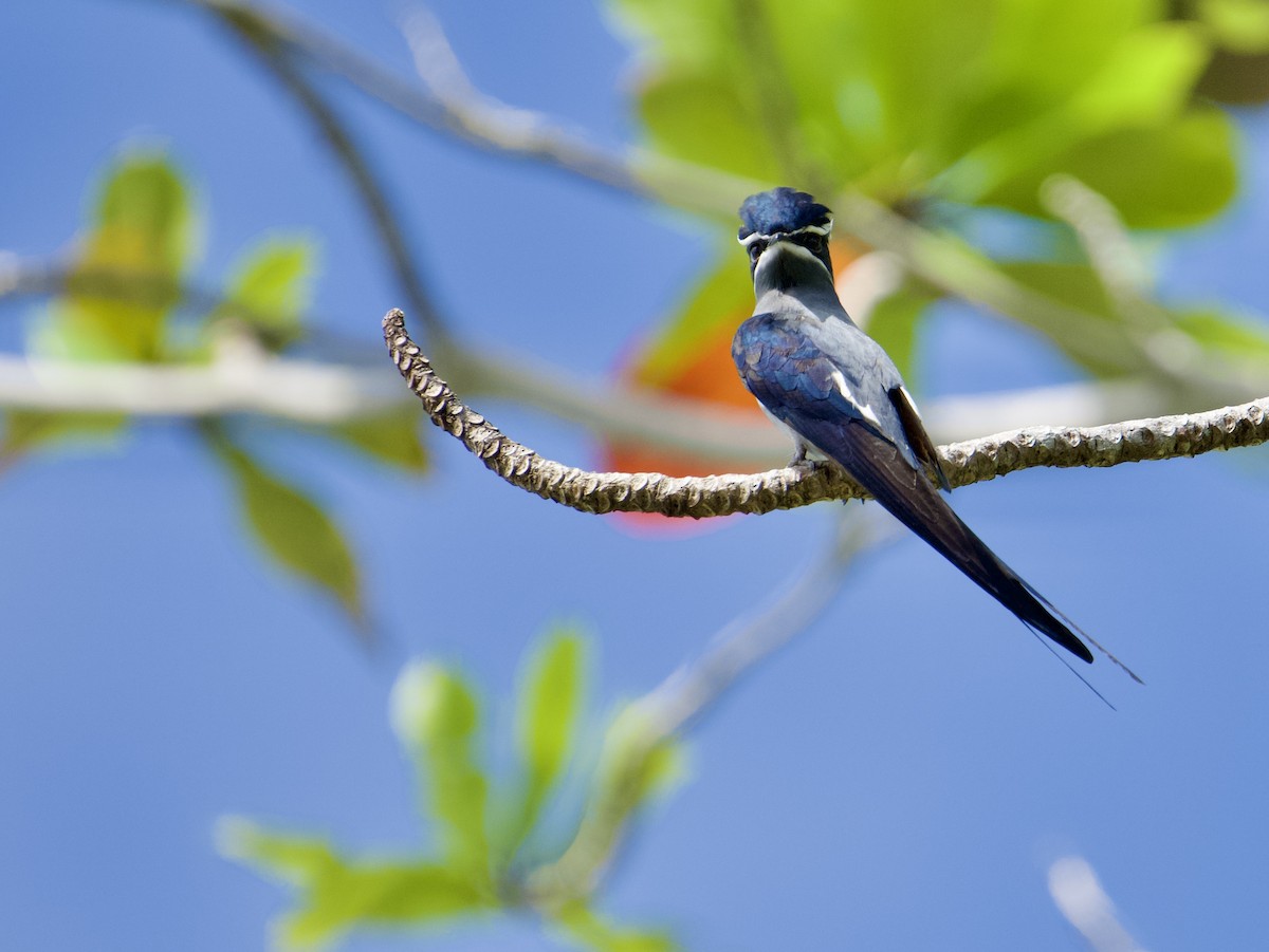 Moustached Treeswift - ML625032945