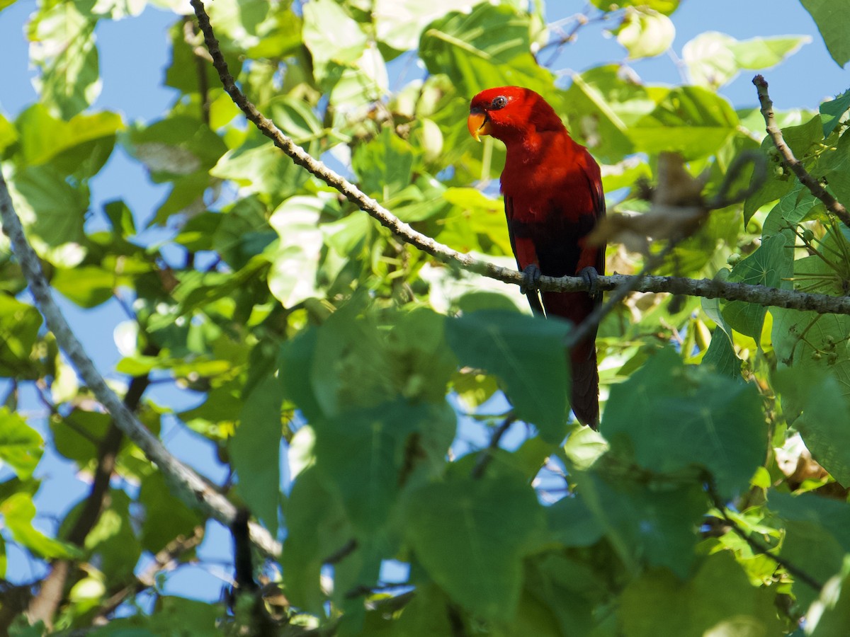 Violet-necked Lory - ML625032952