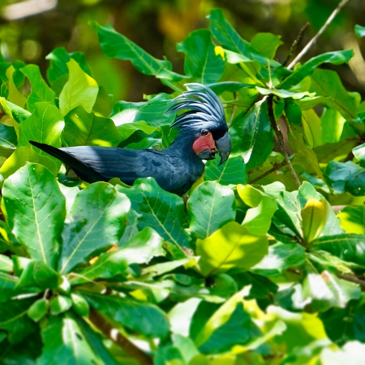 Palm Cockatoo - ML625032956