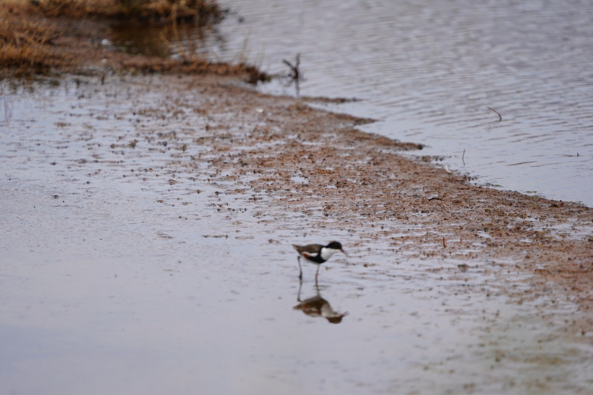 Red-kneed Dotterel - ML625033013