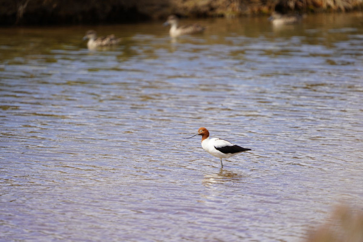 Red-necked Avocet - ML625033018