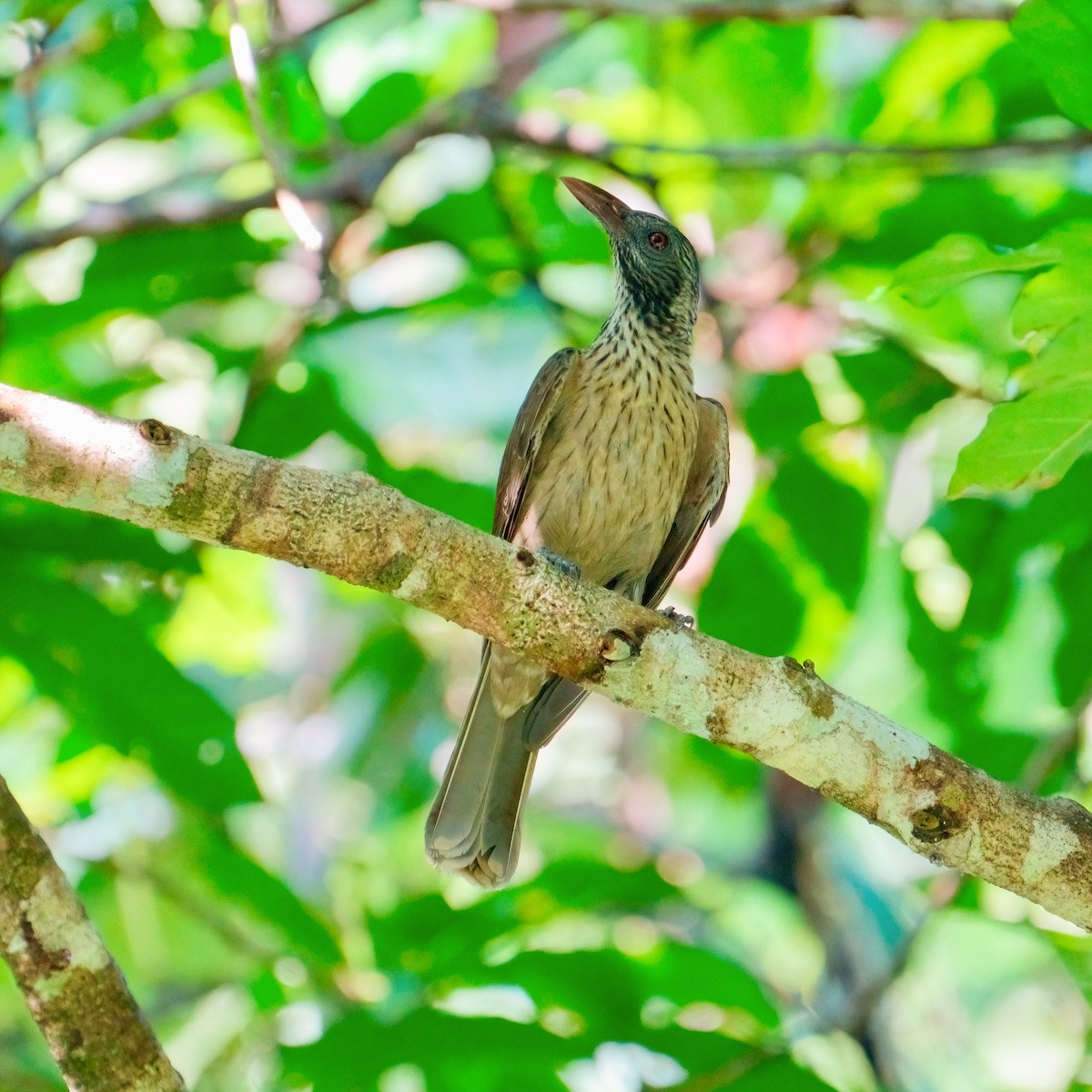 Brown Oriole - ML625033019